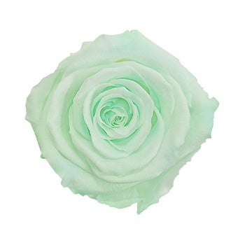 Preserved Mint Rose
