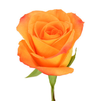 Mandarin Twist Sweetheart Roses