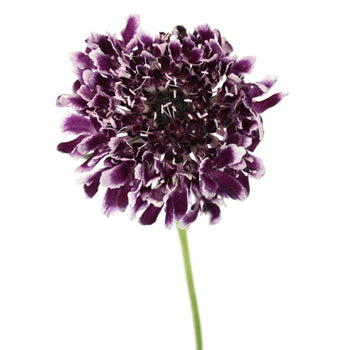 Frosted Amethyst Scabiosa Flower