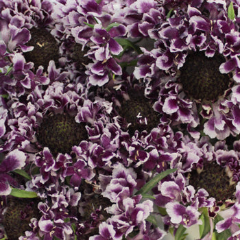 Frosted Amethyst Scabiosa Flower