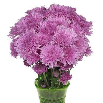 Intriguing Lavender Pink Pom Flower