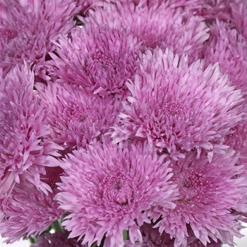 Intriguing Lavender Pink Pom Flower