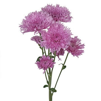 Intriguing Lavender Pink Pom Flower