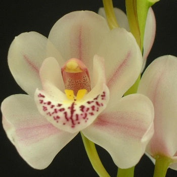 Mini Cymbidium Orchids Creamy Blush
