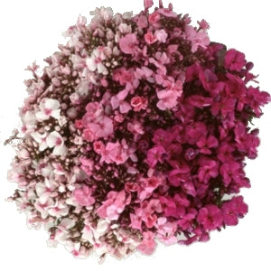 Ready To Go Wholesale Centerpieces Card