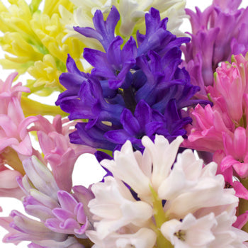 Farm Mix Hyacinth May to December