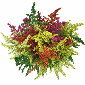 Mix of Enhanced Estelle Filler Flowers