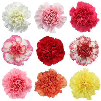 Valentines Farm Mix Carnation Special