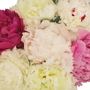 Mothers Day Wholesale Peonies
