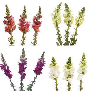 Snapdragon Farm Mix Flower