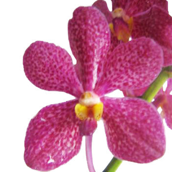 Pink Strawberry Shortcake Mokara Orchid