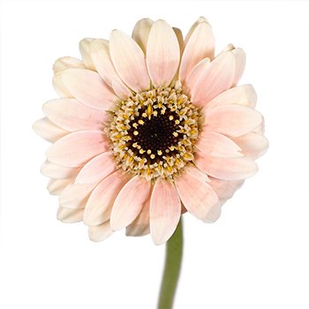 Peachy Blush Piccolini Gerbera Daisy