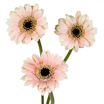 Peachy Blush Piccolini Gerbera Daisy