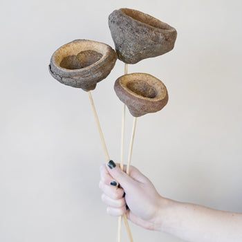 Dried Monkey Pods