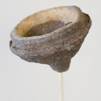 Dried Monkey Pods