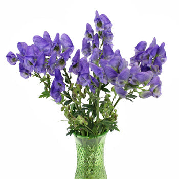 Monkshood Wholesale Flower