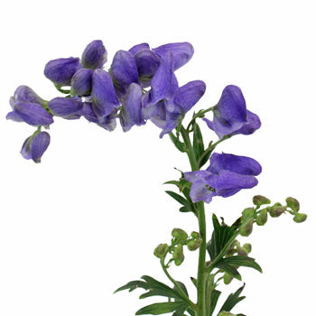 Monkshood Wholesale Flower