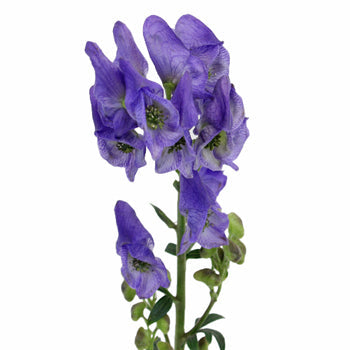 Monkshood Wholesale Flower