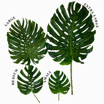 Monstera Leaves Tropical Greenery Medium