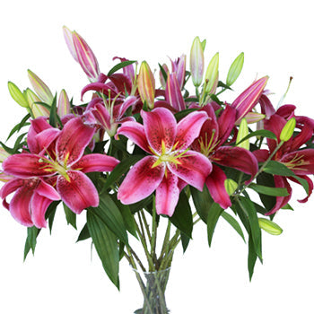 Pink Scented Oriental Lily Flower
