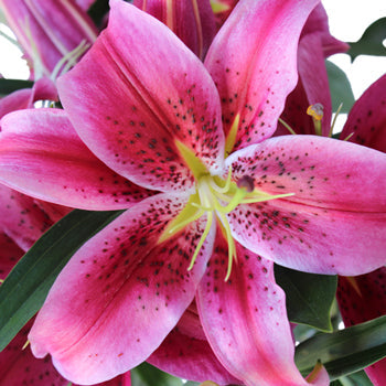 Pink Scented Oriental Lily Flower