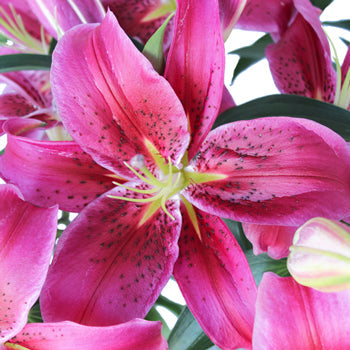 Pink Scented Oriental Lily Flower