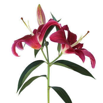 Pink Scented Oriental Lily Flower