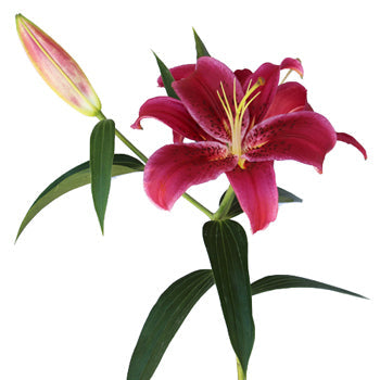 Pink Scented Oriental Lily Flower
