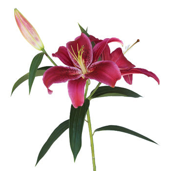 Pink Scented Oriental Lily Flower