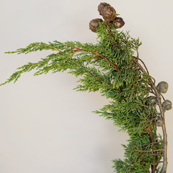 Wedding greenery monterey cypress winter filler flower sold near me
