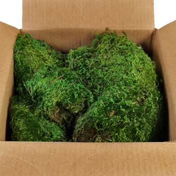 Dried Mood Moss