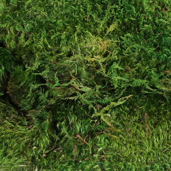 Dried Mood Moss