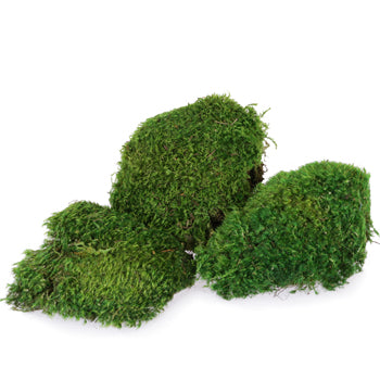 Dried Mood Moss