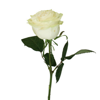 Creamy Ivory Garden Rose