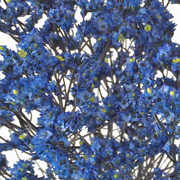 Blue Limonium Flower for Weddings