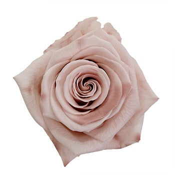 Preserved Mother of Pearl Rose