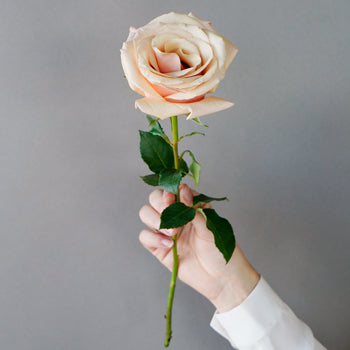 Mother of Pearl Rose