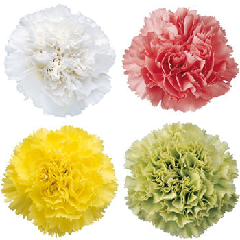 Mother's Day Mixed Color Carnation Flowers EXPRESS DELIVERY