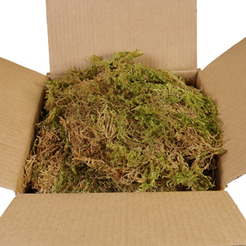 Dried Mountain Moss
