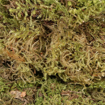 Dried Mountain Moss
