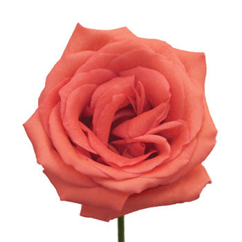 Movie Star Salmon Roses