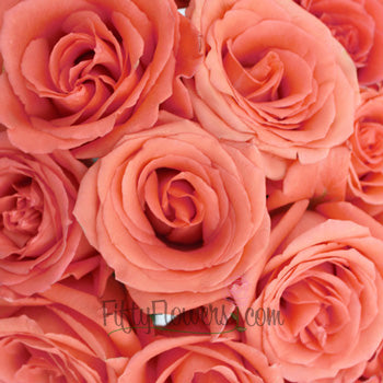 Movie Star Salmon Rose