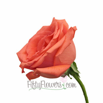 Movie Star Rose