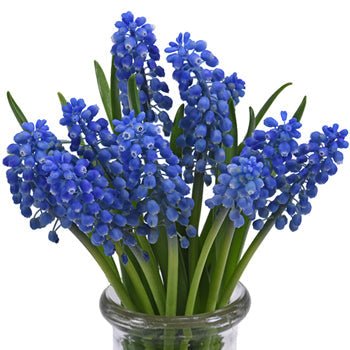 Grape Hyacinth Muscari Blue - Jan to April