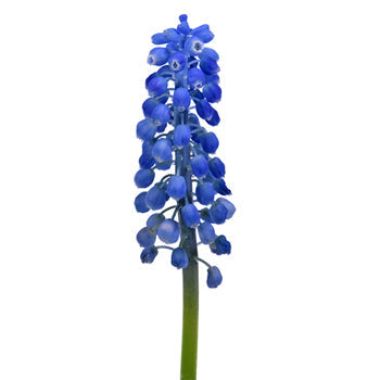 Grape Hyacinth Muscari Blue - Jan to April