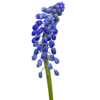 Bright Blue Muscari Flower - Jan to April