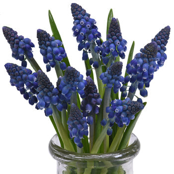 Preppy Blue Muscari Flowers - Jan to April