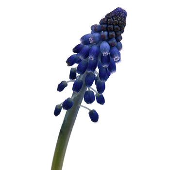 Preppy Blue Muscari Flowers - Jan to April