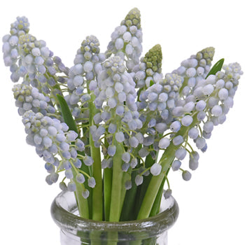 Lavender Blush Muscari Flower - Jan to April