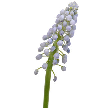 Lavender Blush Muscari Flower - Jan to April